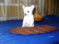 продается щенок чихуахуа редкого белого однотонного окраса