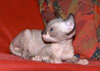 голубоглазые котята сфинкса
