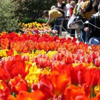 20,27.04 - Парад весенних цветов и бал тюльпанов