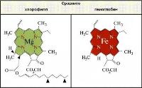  Сок ростков пшеницы, Сухой 100% хлорофилл