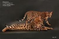 Бенгальские котята. Домашний мини-леопард