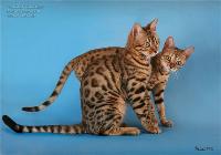 Бенгальские котята. Домашний мини-леопард
