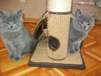 Продаются 2 шотландских котенка скоттиш-страйт (девочки) серебристо-голубого окраса.