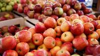 Свежие яблоки от производителя по низким ценам.