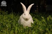 Мини-фермы для разведения кроликов-акселератов («Белый великан» и «Серебристый»)!