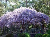 Саженцы ВИСТЕРИЯ  ( wisteria floribunda)
