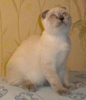 Продам шотландских котят