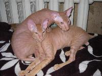 Продам подрощенных котят петербургского сфинкса