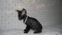 Продам котенка донского сфинкса, Севастополь