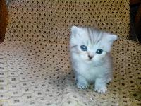котята шотландцы 1 мес