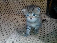 котята шотландцы 1 мес