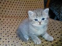 котята шотландцы 1 мес