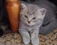 шотландские плюшевые кошечки