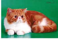 Продаются экзотические короткошерстные и персидские котята