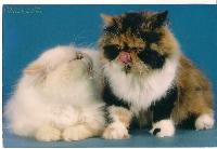 Продаются экзотические короткошерстные и персидские котята