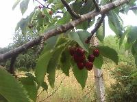 Срочно продам недорого участок в СТ Рассвет 3