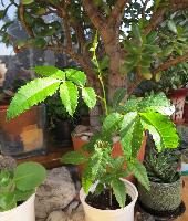 Растение шинус фисташколистный (бразильский перец)