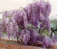 Саженцы ВИСТЕРИЯ  ( wisteria floribunda)