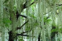 Саженцы ВИСТЕРИЯ  ( wisteria floribunda)