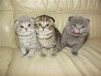 Котята шотландские